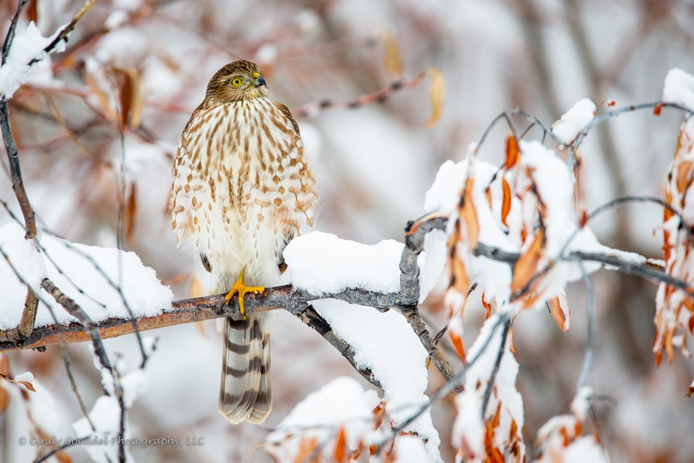 Sharp Shinned Hawk in snow Cindy Goeddel Photography, LLC