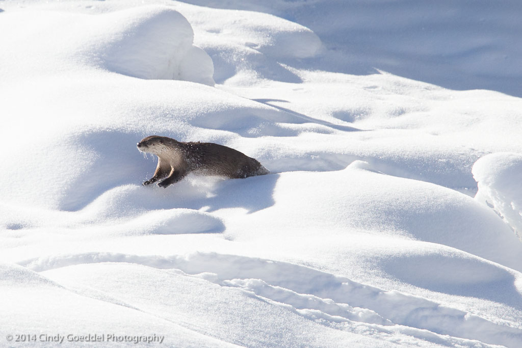 River otter leaping and playing in deep snow | Cindy Goeddel