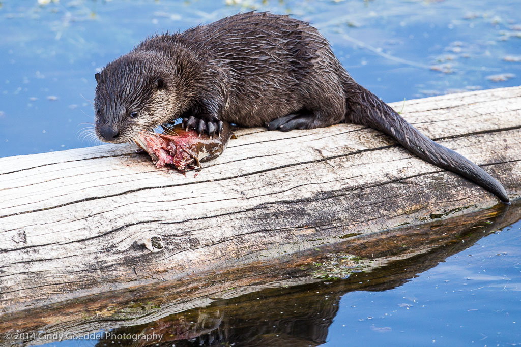 River Otter Shaking Dry Cindy Goeddel Photography