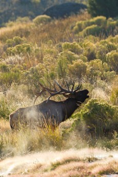 fall yellowstone tour sounds