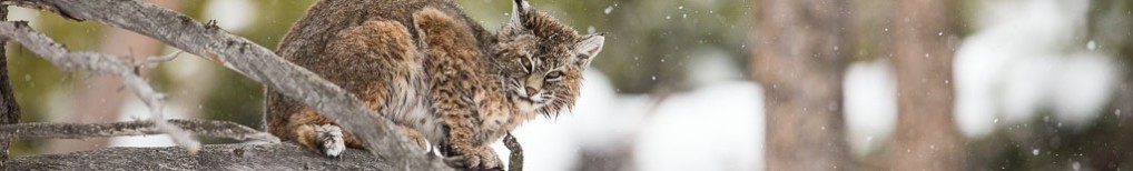 Coyote Climbs Tree and Steals Bobcat’s Duck!