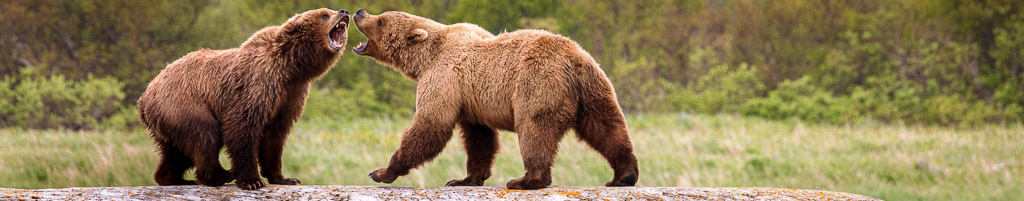 2026 Spectacular Brown Bears of the Katmai Coast via Yacht | Wildlife Photography Workshop