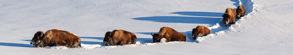 Capturing Winter Wonder: Photographing Yellowstone’s Winter Wildlife
