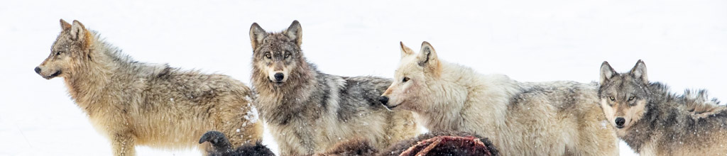 2027 YELLOWSTONE WINTER WONDERLAND WORKSHOP