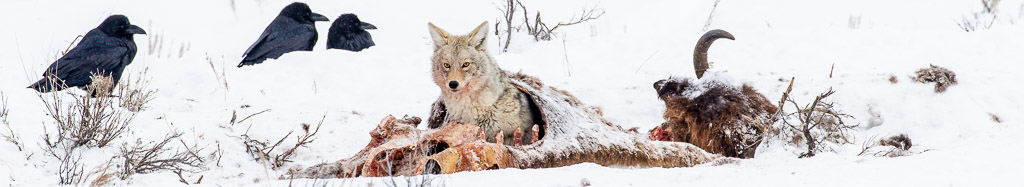2026 YELLOWSTONE WINTER WONDERLAND WORKSHOP