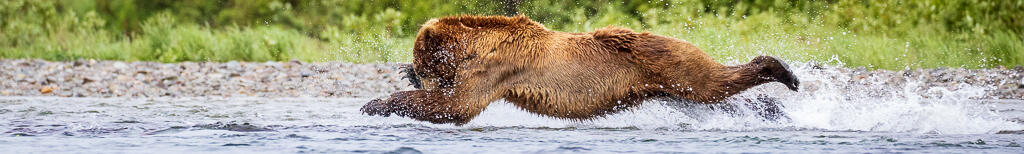 2025 Spectacular Brown Bears of the Katmai Coast | Wildlife Photography Workshop