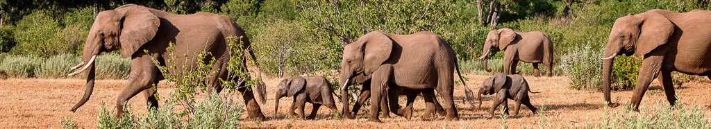 2023 South Africa & Botswana Photography Safari | Wildlife Photography Workshop
