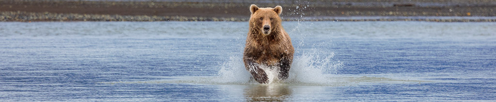 2027 Spectacular Brown Bears of the Katmai Coast via Yacht | Wildlife Photography Workshop