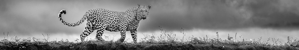 2027 Ultimate Botswana Wildlife Workshop: Limpopo Valley, Okavango Delta & Kalahari Desert