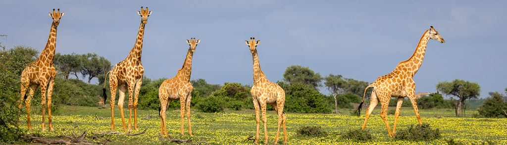 2026 - Botswana Wildlife Photography Safari