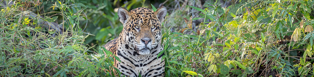 A photographic journey through Brazil’s richest ecosystems