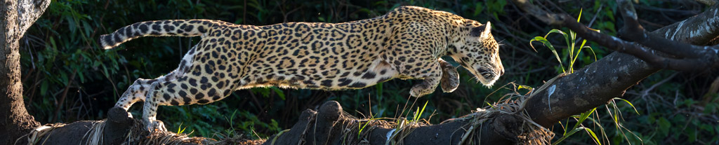 2027 Ultimate Pantanal Wildlife Workshop: Atlantic Rainforest, Pantanal & South Amazon