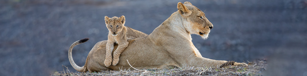 2028 Mashatu Wildlife Photography Safari
