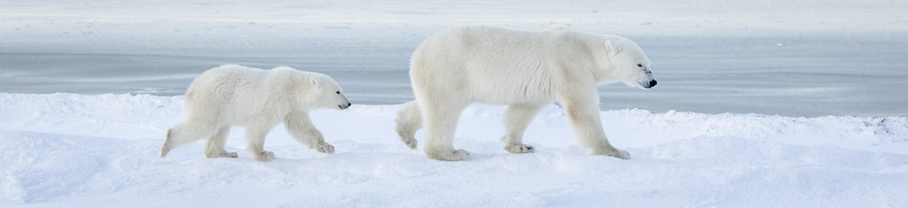 2027 Canadian Polar Bear Migration Photography Expedition