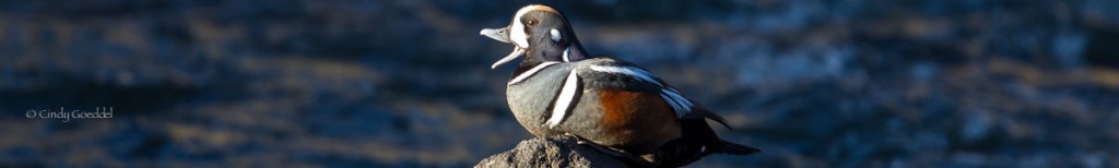 Harlequin Ducks Return