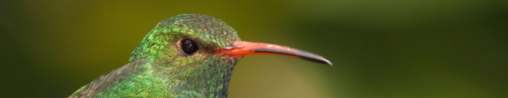 2025 Ultimate Colombia Birding Photography Tour