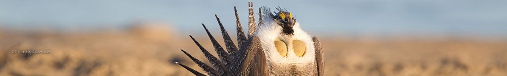 Sage Grouse Saga