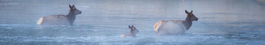 le Grand Ouest Américain - Yellowstone