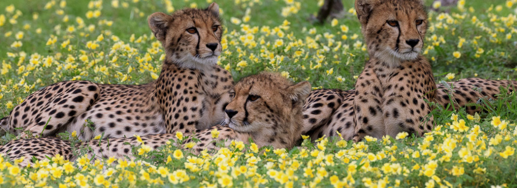 Clear Views, Clean Angles: Why Vehicle Space Matters on a Botswana Photo Safari
