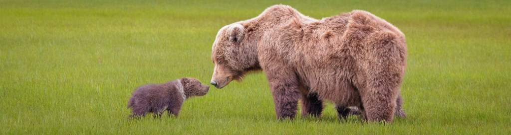 Wild Alaska by Private Yacht: Why This Katmai Photo Workshop Is Different