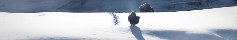 Yellowstone Winter 2014