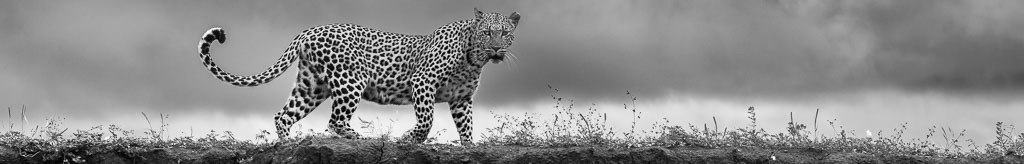 2024 Ultimate Okavango Delta, Botswana & South Africa Wildlife Safari
