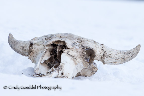 Bison Behavior and Survival