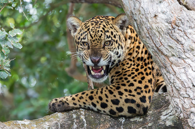 Not Just Jaguars: A Pantanal Wildlife Photography Workshop Through Wild Brazil