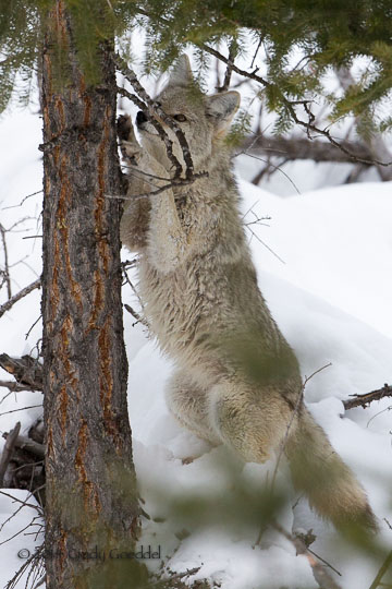 Coyote Climbs Tree and Steals Bobcat’s Duck!