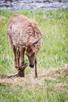 Yellowstone Spring