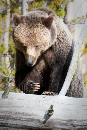 le Grand Ouest Américain - Yellowstone