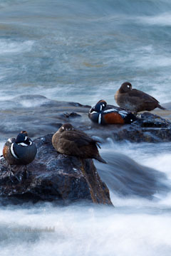 Harlequin Ducks Return