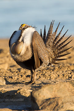 Sage Grouse Saga