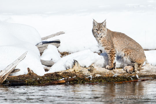 Bobcat!