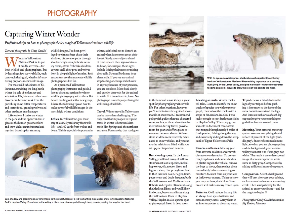 Capturing Winter Wonder: Photographing Yellowstone’s Winter Wildlife