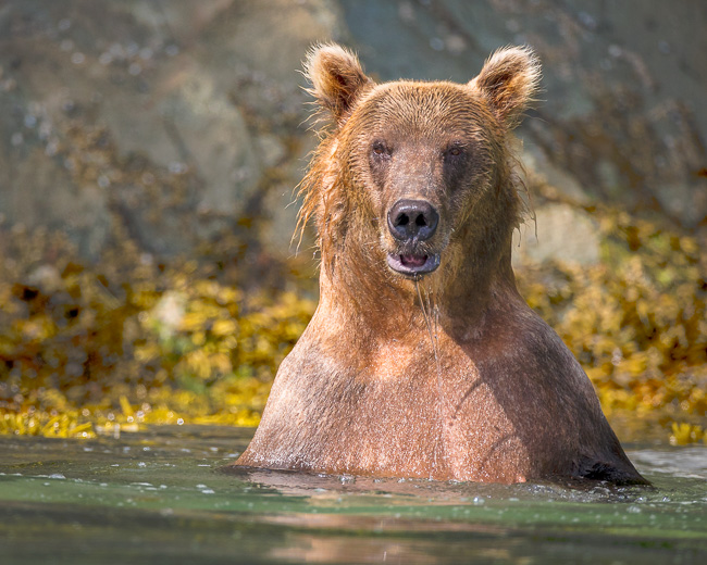 Wild Alaska by Private Yacht: Why This Katmai Photo Workshop Is Different