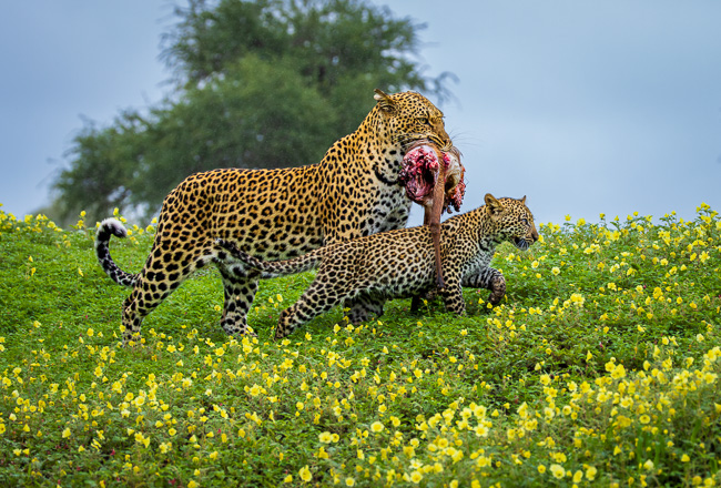 Clear Views, Clean Angles: Why Vehicle Space Matters on a Botswana Photo Safari