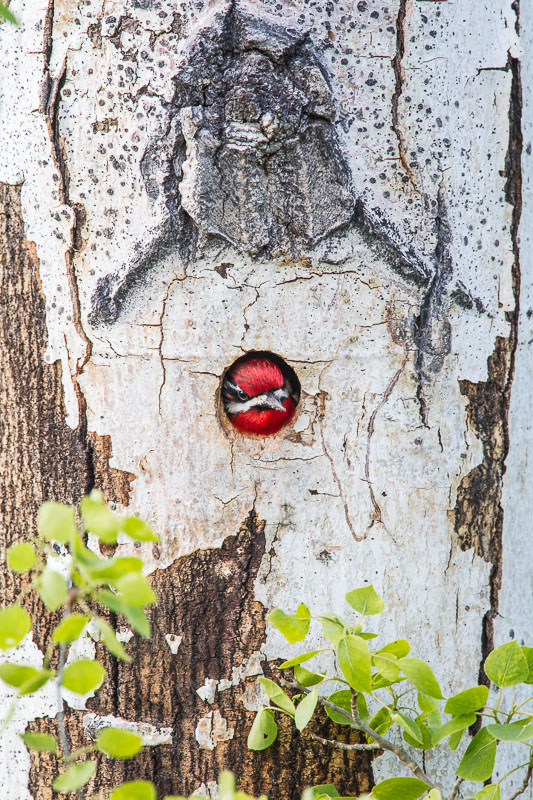 Audubon Top 100 Images Success!