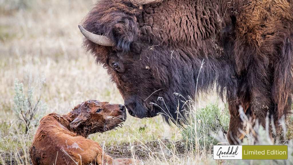 90 Seconds Old