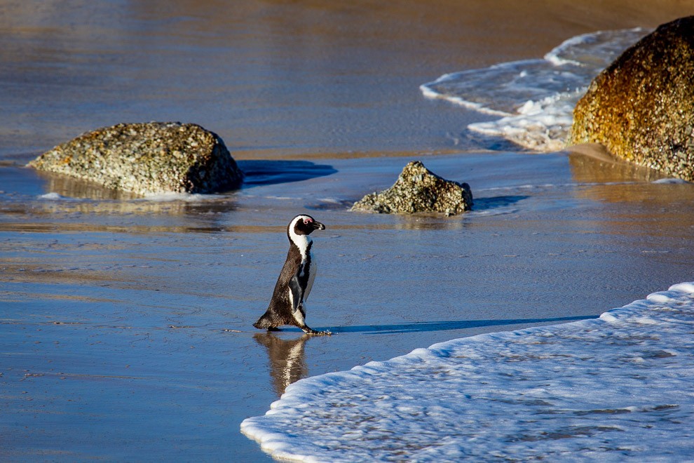 Heading in - African Penguin