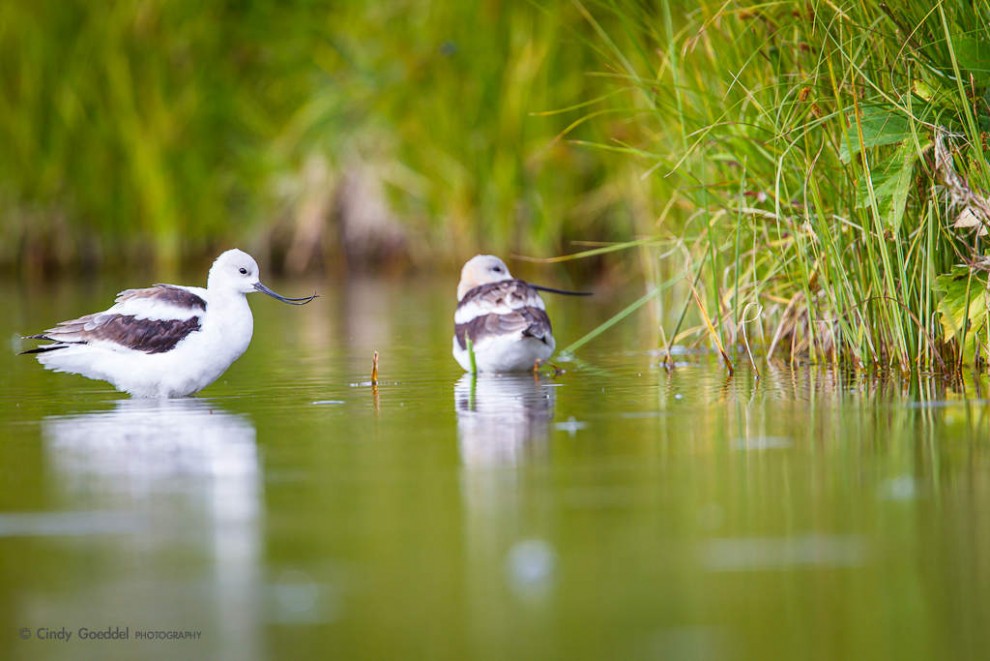 Pair of American Avocets 2