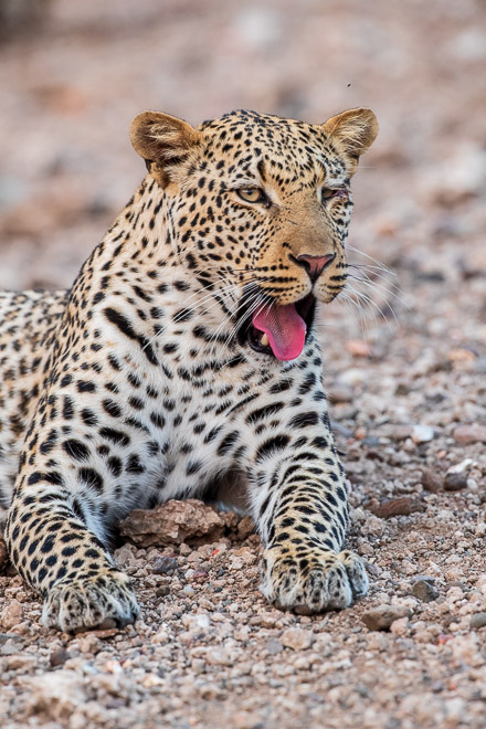 Juvenile Male Leopard