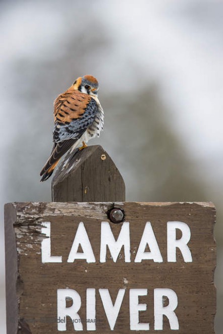 Kestrel on Lamar