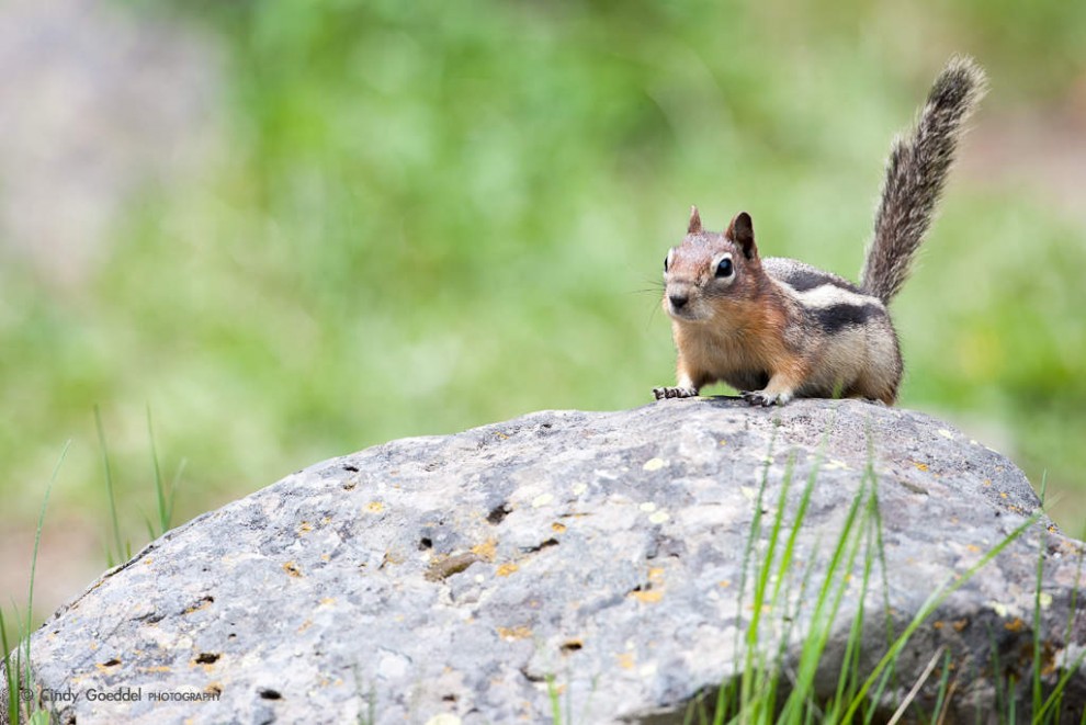 Golden-mantled Ground Squirrel