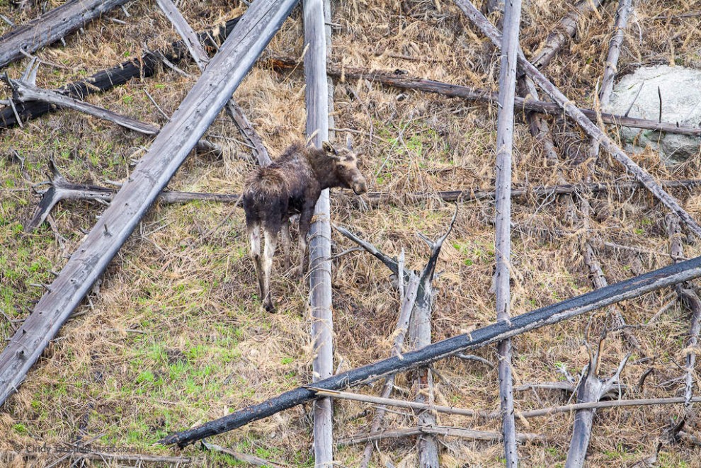 Moose Maze