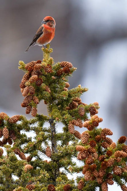 Red Crossbill