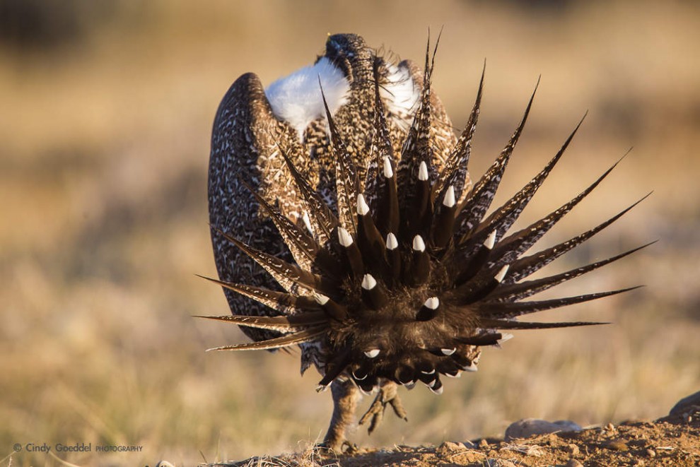 Sage Grouse Mating Display-6