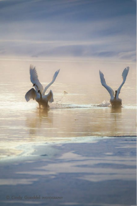 Trumpeter Swans Take Wing at Sunrise