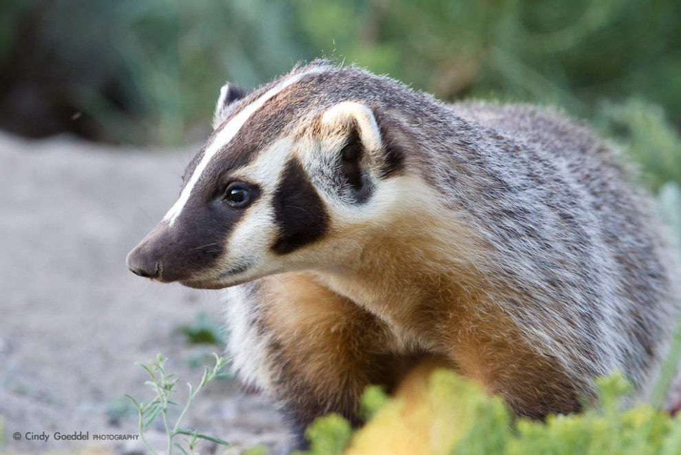 Young Badger Profile
