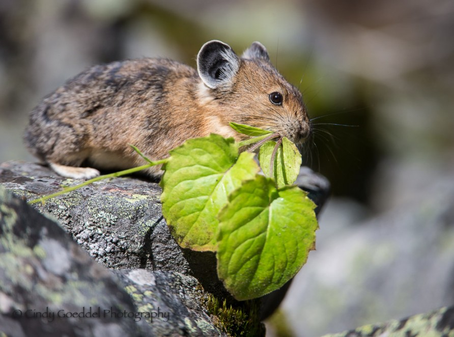 Prunning Pika